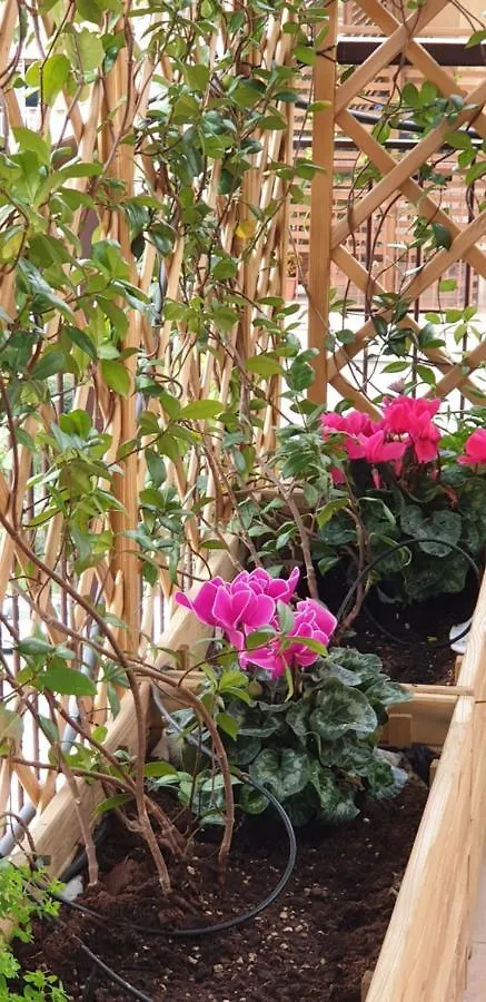 Bed and Breakfast In Terrazza Da Giusy Roma Italia