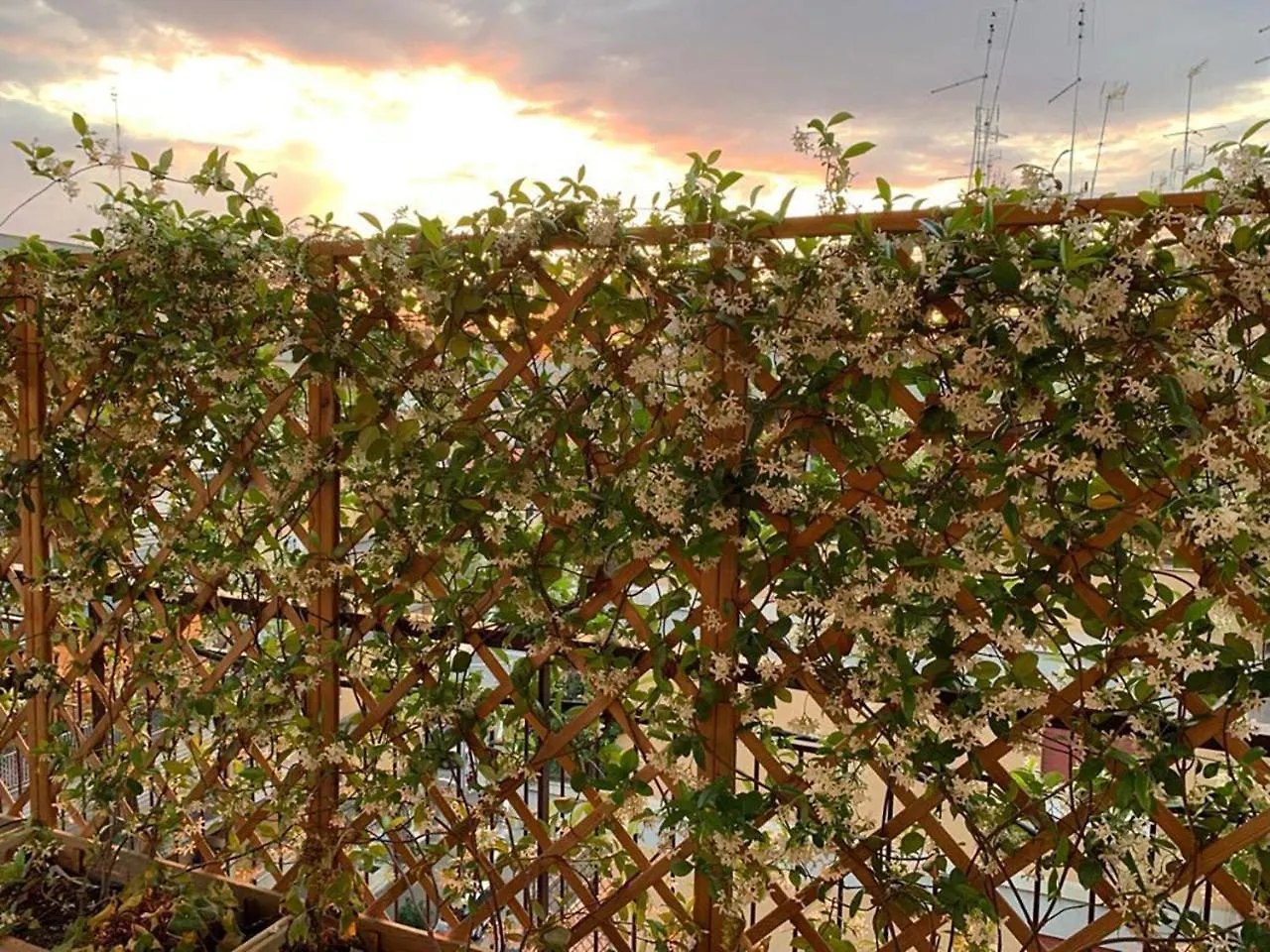 In Terrazza Da Giusy Bed & Breakfast Rome